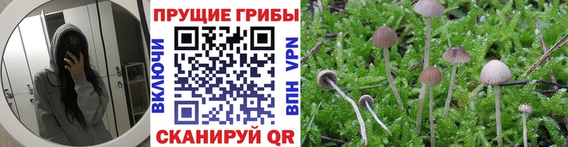 Купить где Моздок Галлюциногенные грибы прущие грибы